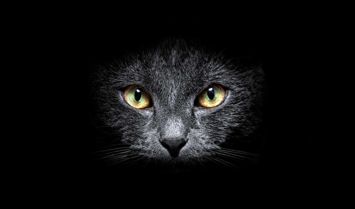 black, фон, глаза, кот, eyes, рыжий, cat, ba